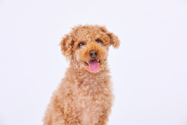 玩具贵宾犬图片下载