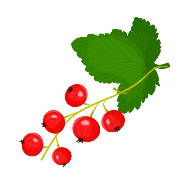 红醋栗枝，绿叶孤立图片下载