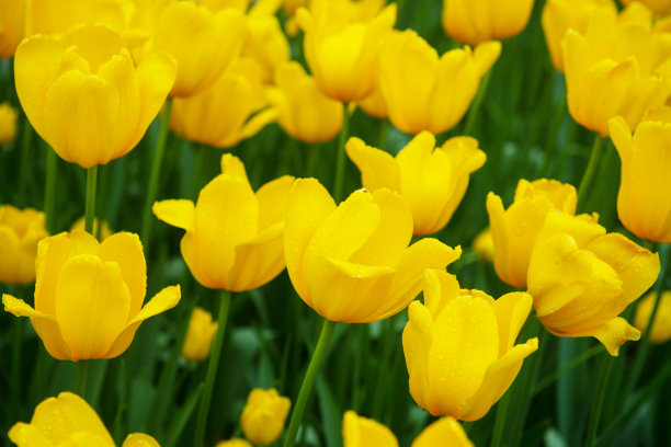 一片黄色的郁金香田图片下载