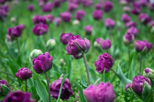 一片花田图片下载