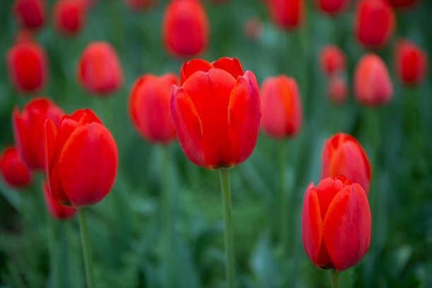 一片红色郁金香田图片下载