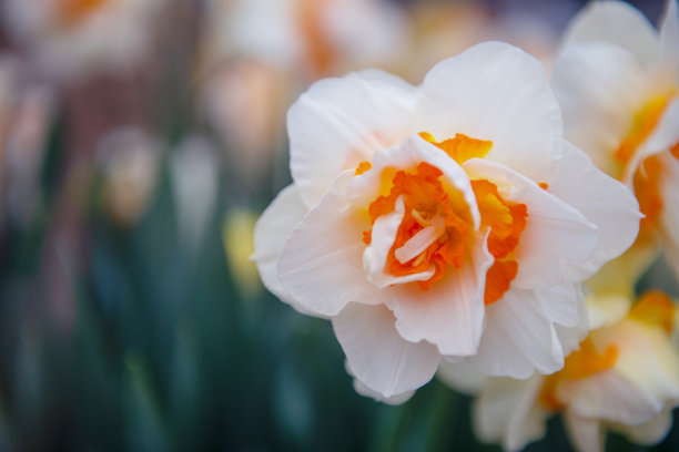 白色的水仙花儿图片下载