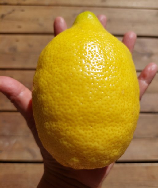 手掌大小的柠檬特写镜头图片下载