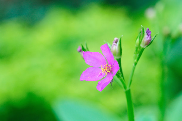 泰国人参花图片下载