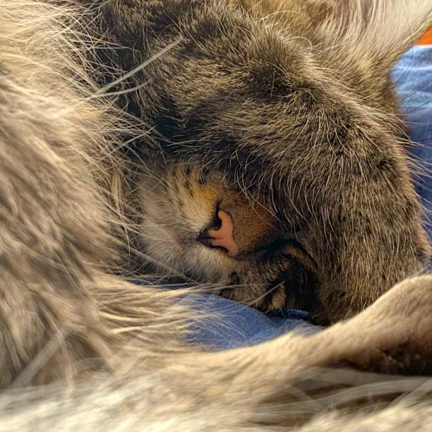 猫睡觉图片下载