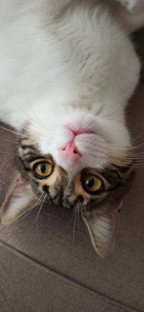 快乐放松的猫图片下载