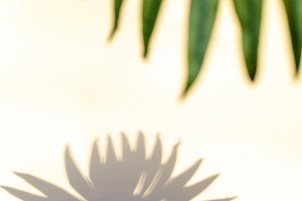 叶影夏日背景。白色墙壁上抽象的热带阳光纹理上的植物叶子阴影，用于覆盖在产品展示、背景和模型上，阳光季节性的概念。图片下载