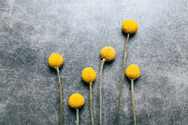 黄豆干花图片下载