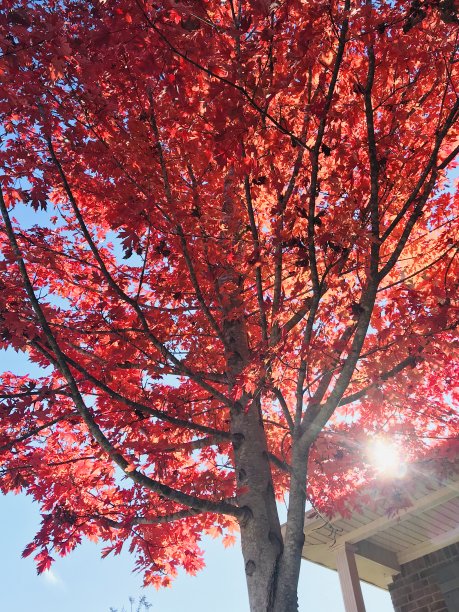 红色过滤阳光图片下载