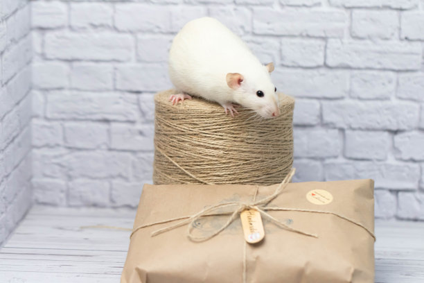 可爱的小白鼠坐在牛皮纸包裹的礼物上。旁边有一卷麻绳图片下载