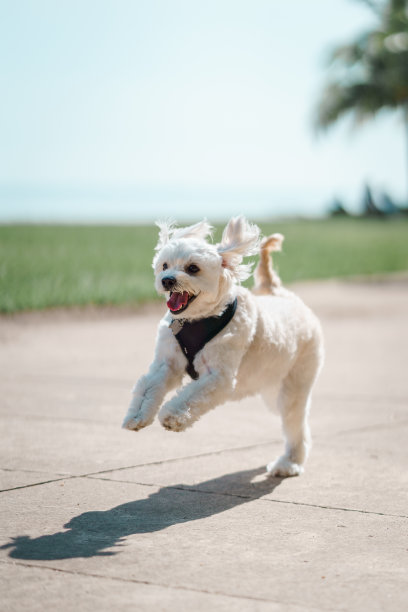 白色的小狗在田野上奔跑图片下载