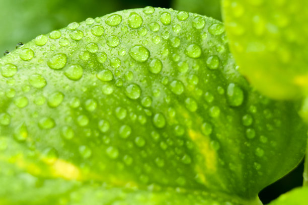 大雨过后，水滴洒在金银花的叶子上图片下载