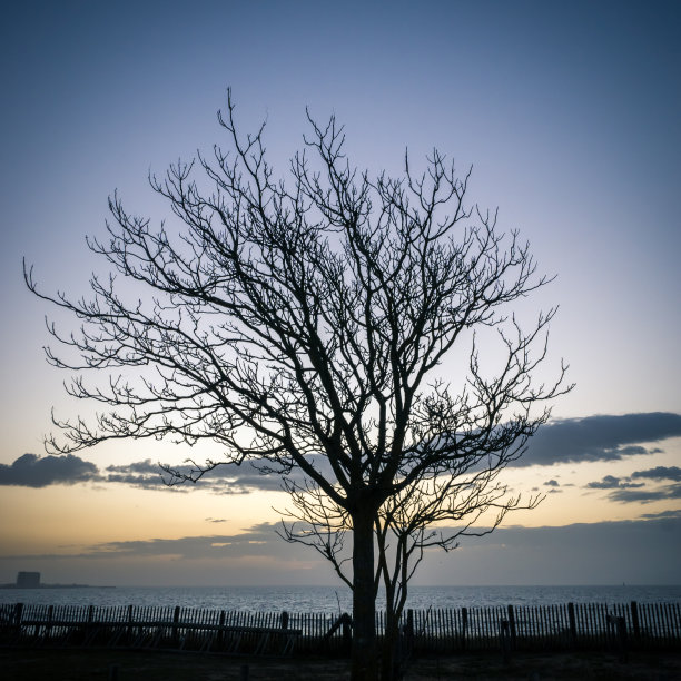 独树无叶，冬季日出海景-大自然图片下载
