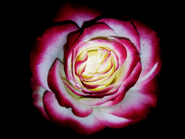 粉色玫瑰图片下载