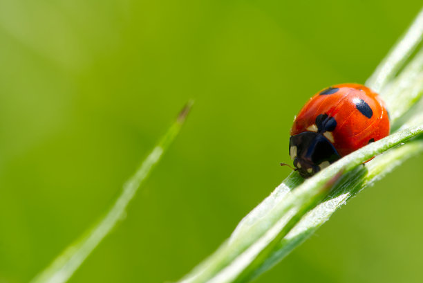 小瓢虫早晨在绿叶上。图片下载