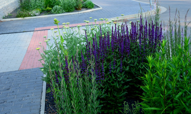 床上的五颜六色的草原花在城市环境吸引昆虫和蝴蝶，覆盖着砂砾。在精油的角落里，巨石迎着边缘穿越图片下载