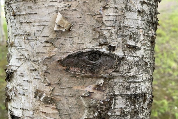 眼睛在注视着图片下载