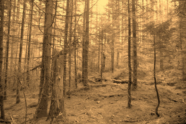 阴森的棕褐色森林，阴森的万圣节森林。图片下载