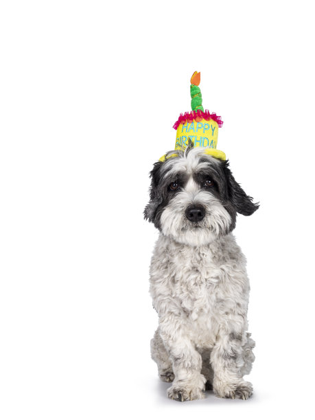 混种布玛尔犬在白色背景图片下载