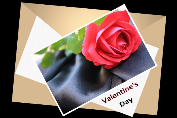 黑缎上的红玫瑰图片下载