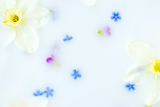 创意花卉背景。水仙花和勿忘我花漂浮在牛奶里。图片下载