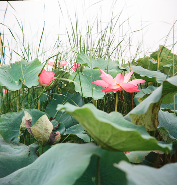 自然写真:荷花盛开的季节。这是美丽的花图片下载