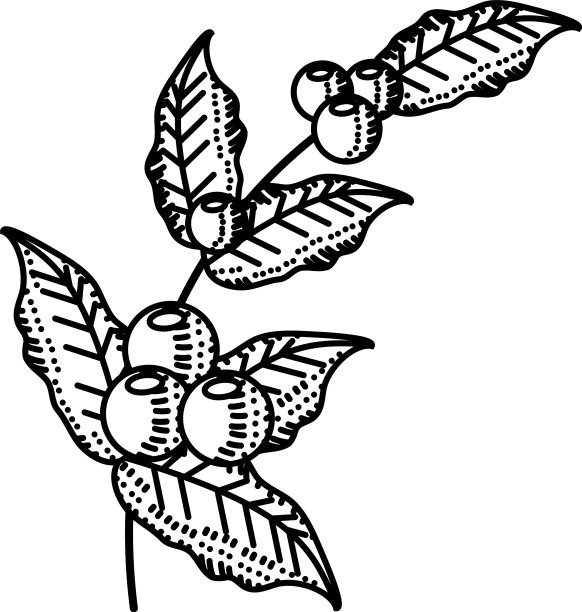 咖啡分支谷物图片下载