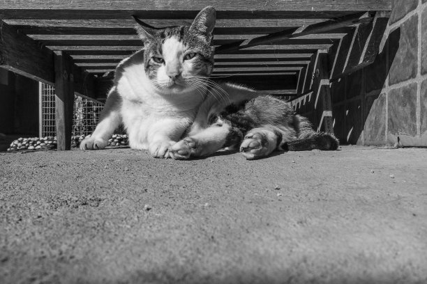 一张躺椅下面的虎斑猫。图片下载