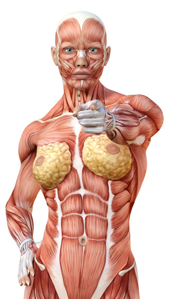 3D插图女性数字与肌肉地图上的白色图片下载