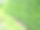 黄杨灌木，绿叶灌木质地，背景模糊。修剪黄杨木。图片下载