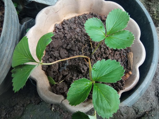 草莓树图片下载