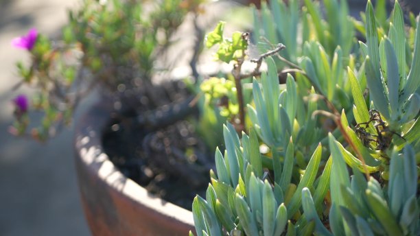 冰植物多肉园艺在美国加利福尼亚。家园林设计。天然植物观赏墨西哥室内植物和花卉，干旱沙漠花卉栽培。平静的气氛。酸无花果或霍屯督无花果图片下载