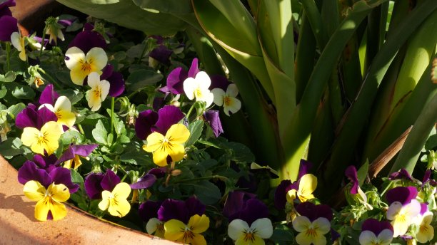 观赏花园花卉，家庭园艺在加利福尼亚，美国。装饰植物花卉栽培。植物开花，多汁的植物颜色图片下载