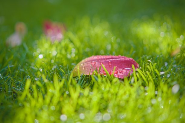 一朵缀满露珠的郁金香花瓣躺在花园里的草地上图片下载