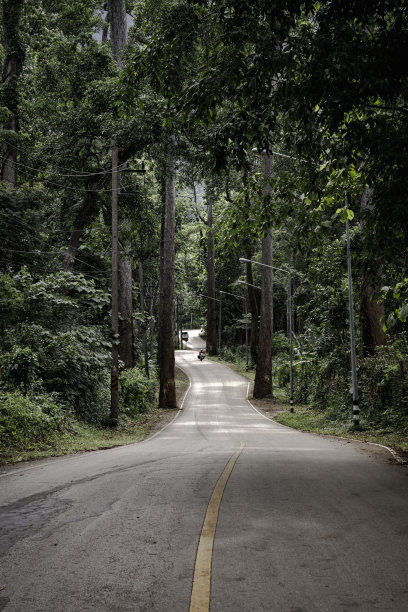 道路进入森林大树图片下载