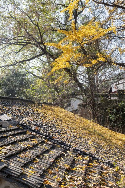 中国杭州，西湖畔，一幢历史建筑旁的黄色银杏叶图片下载