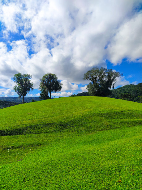 乡村的树木图片下载