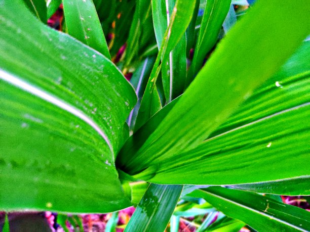 玉米植株图片下载