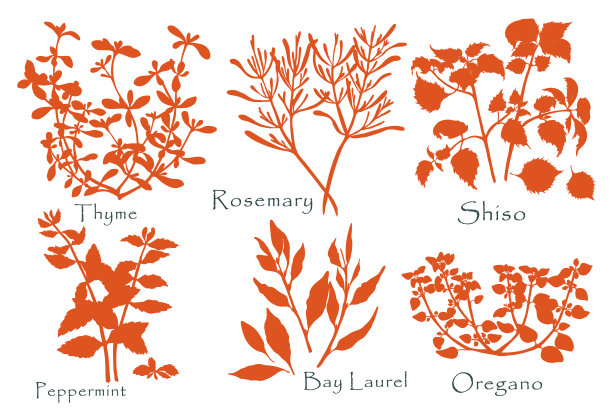 配上六种芳香的烹饪香草图片下载