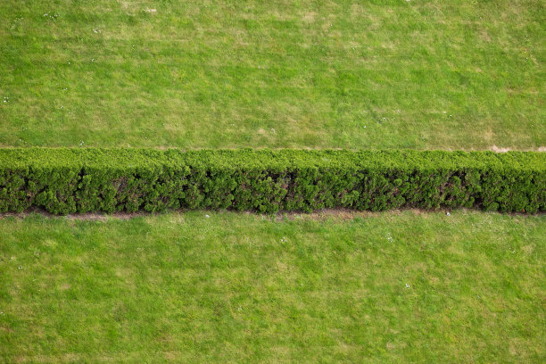 草坪和树篱绿色背景图片下载