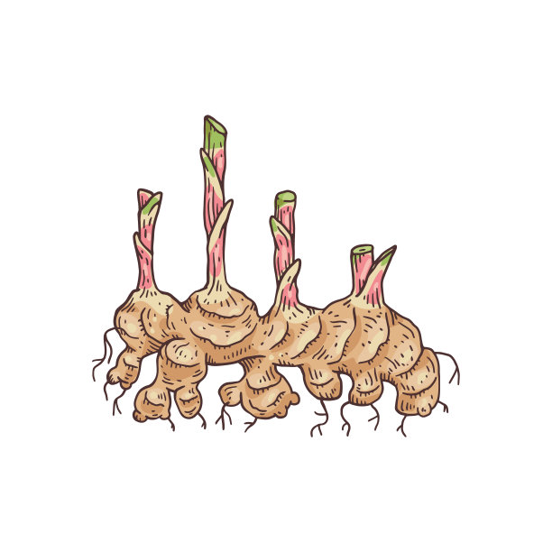 手绘生姜根与植物芽雕刻矢量插图孤立。图片下载