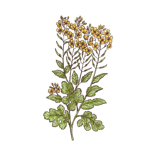 田间或萝卜芥菜植物复古雕刻矢量插图孤立。图片下载
