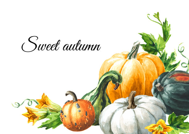 甜蜜的秋季卡。新鲜成熟的装饰彩色南瓜，水彩手绘插图，孤立在白色的背景图片下载