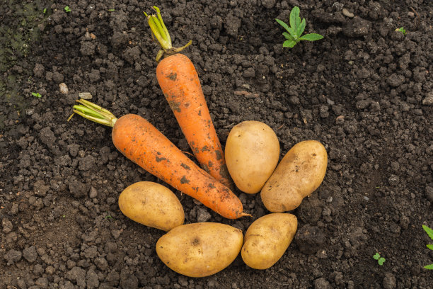 未洗过的新鲜土豆和两根胡萝卜躺在地里的地上。收获的新鲜蔬菜躺在田野的地上图片下载