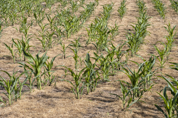 早期玉米因干旱而受损图片下载