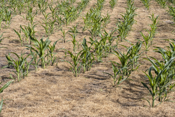 早期玉米因干旱而受损图片下载