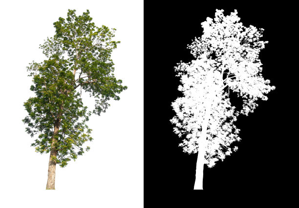 孤立的单一大树在白色背景与剪切路径阿尔法通道图片下载