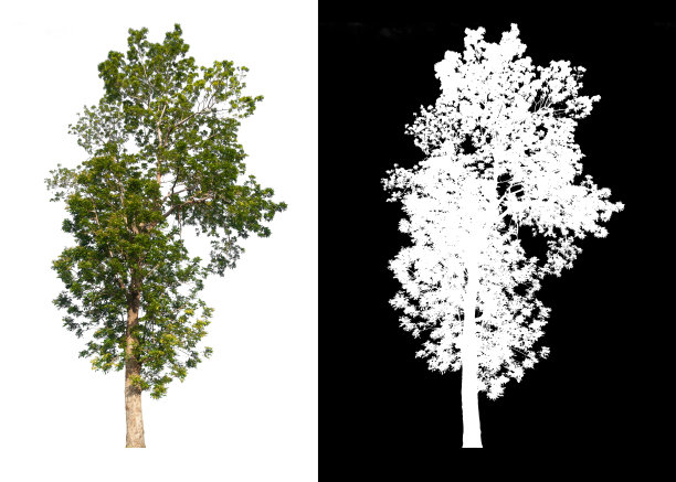 孤立的单一大树在白色背景与剪切路径阿尔法通道图片下载