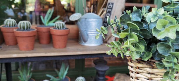 叶植物和仙人掌图片下载