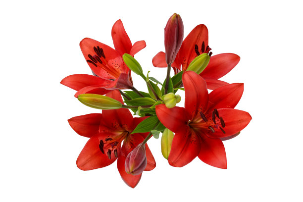 白色背景下的红百合图片下载